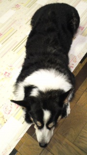 �葫���Ȃ���