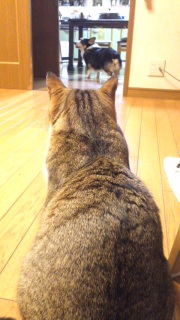 (=^�E�ցE^=)���������邩�猩�����Ƃ��܂��ɂ�