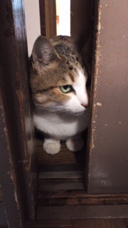 (=^�E�ȁE^=)