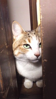 (=^�E�ցE^=)