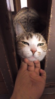 (;=^�E�ցE^=)