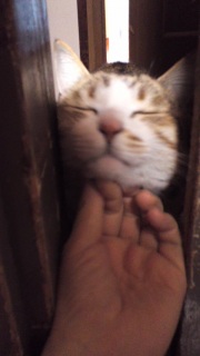 (*=^-��-^=)