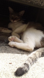 ���т˂�����ł���