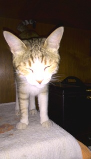 �t���b�V���܂Ԃ���