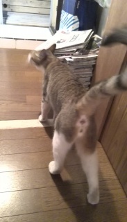 �Ȃ񂩂������ɂ�[�ɂ�[���񂪌Ă�ł�̂�
