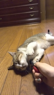 �u���b�V���O��D��