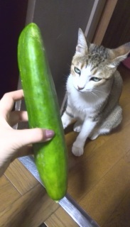 �ł���������