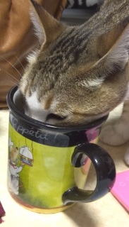 �ςȉ����邩��