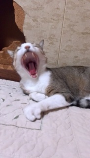 �ɂ�[�ɂ�[����傠����