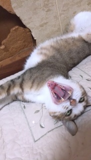 ������������傠����