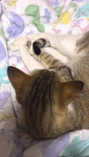 �˂�����ŕz�c���������Ȃ�