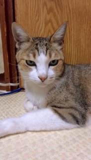 �L���b