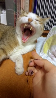 ���̈���