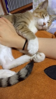 �����̓V�g